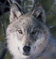 Yellowstone Wolf Collaring