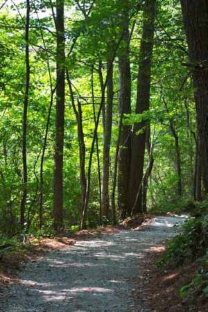 mountain path, shady and green