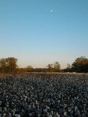 Field near Franklinton Center