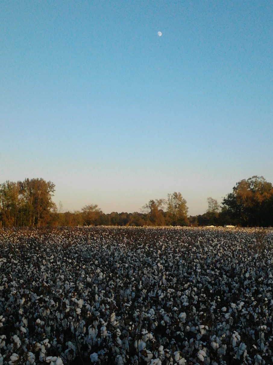 Field near Franklinton Center