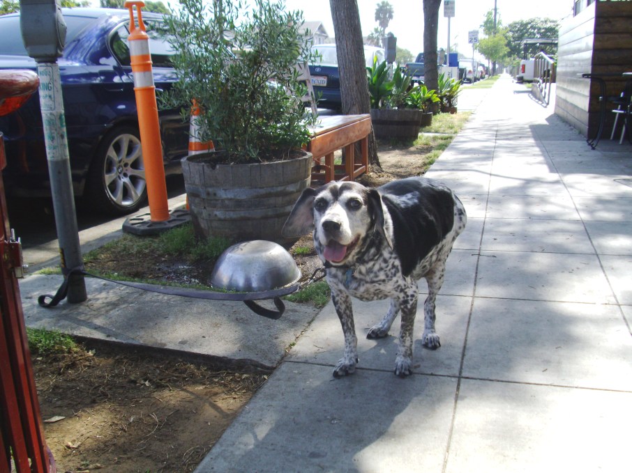 Buber the Dog out and about interacting with people